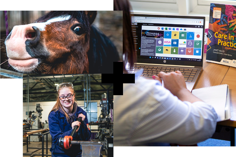 Horse; Female engineering student; pc screen image
