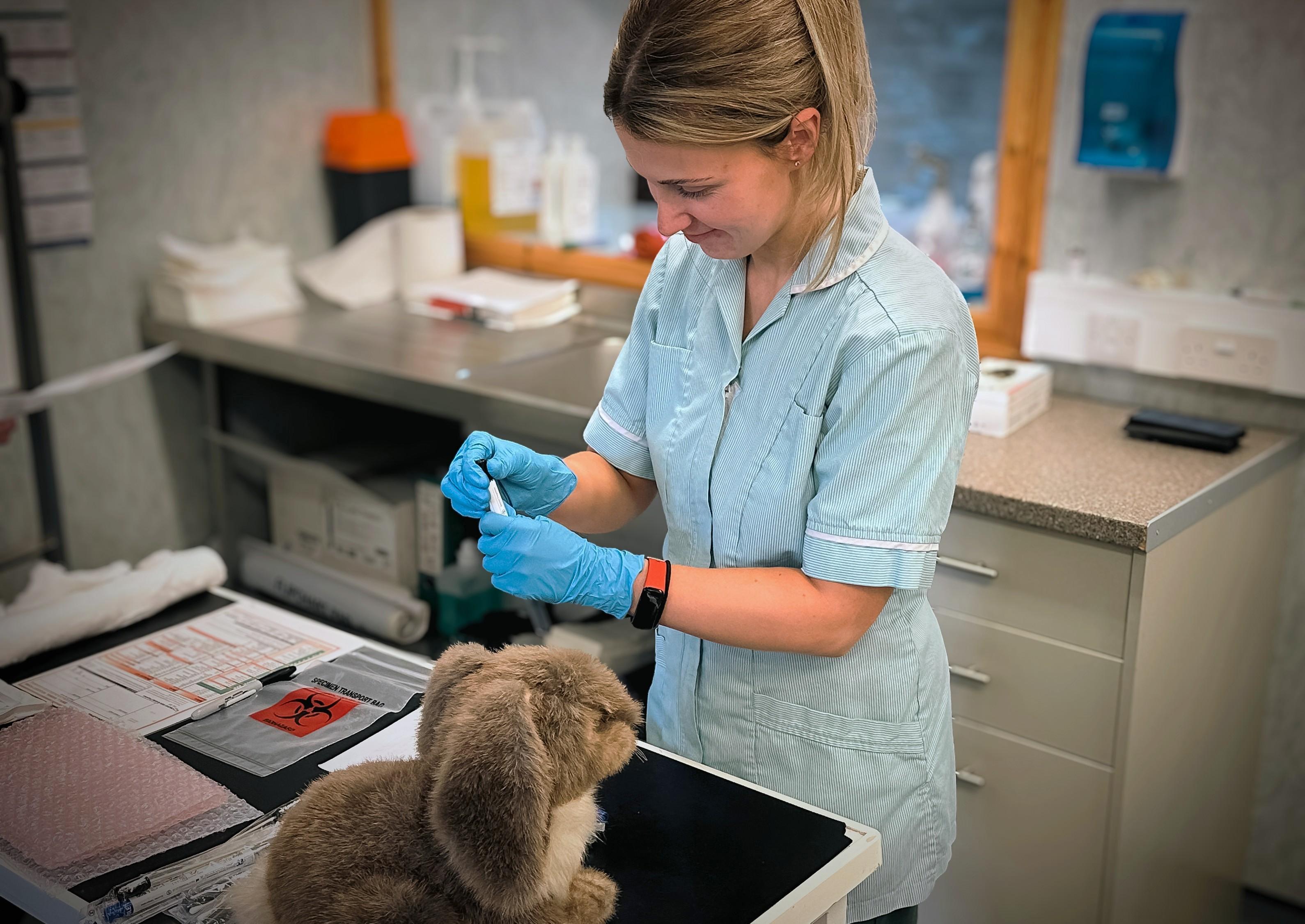 student vet nurse carrying out practical activity with fake rabbit model student vet nurse carrying out practical activity with fake rabbit model