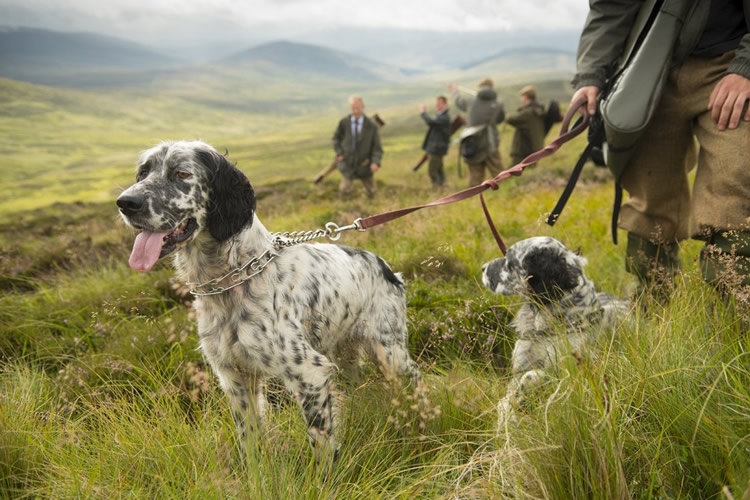 setters on lead