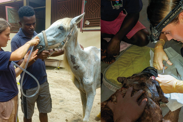 Megan Macleod, Veterinary Nursing working in Gambia with dogs and horses