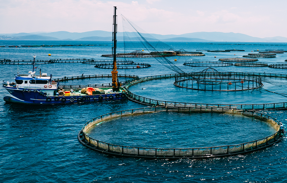 a fish farm